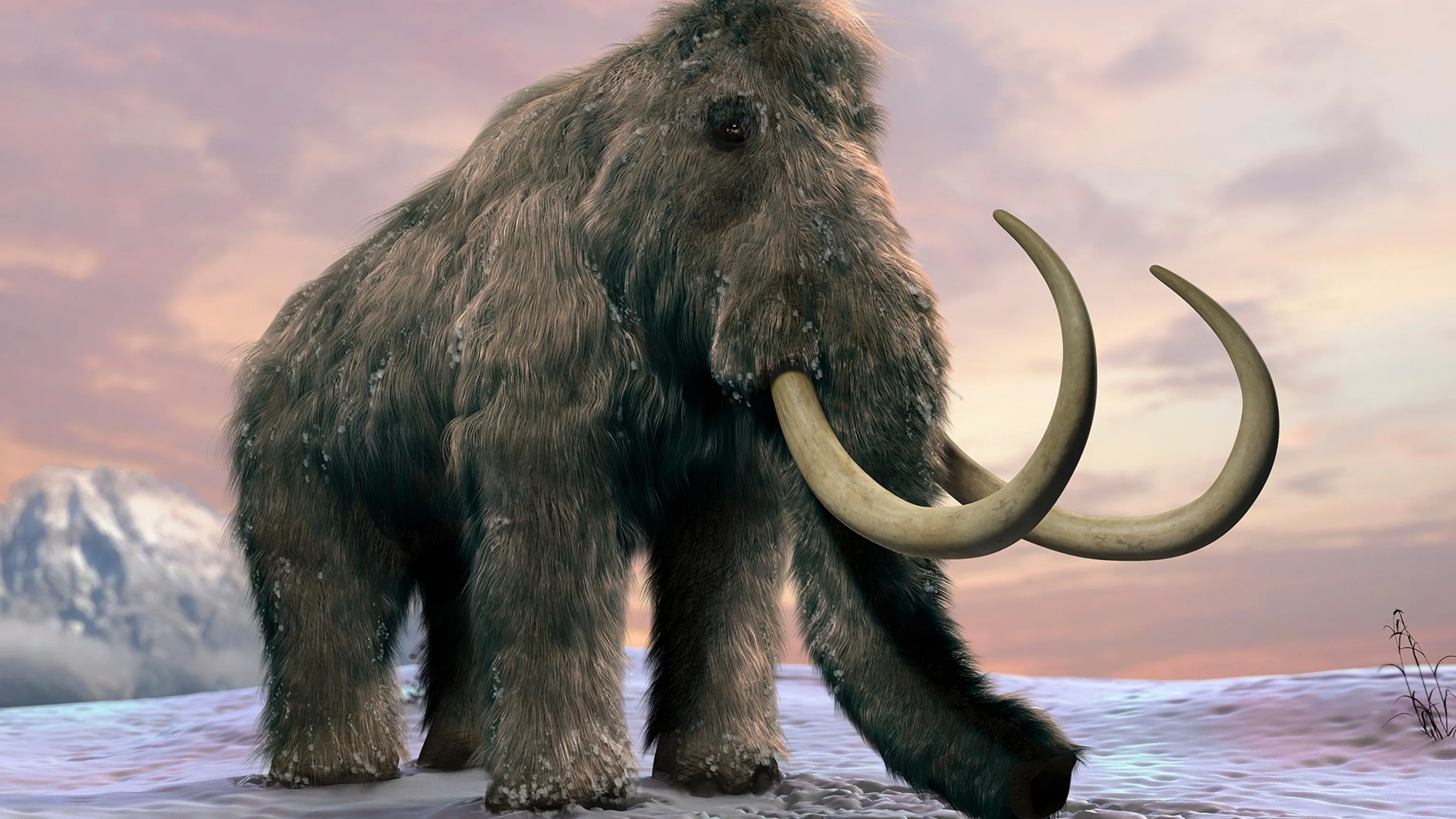 Woolly Mammoth Unearthed in Michigan—What Killed These Giants?
