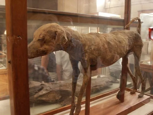 Perro momificado de 3.500 años: el fiel compañero canino del faraón Amenhotep del 1427 a.C. - The Daily Worlds