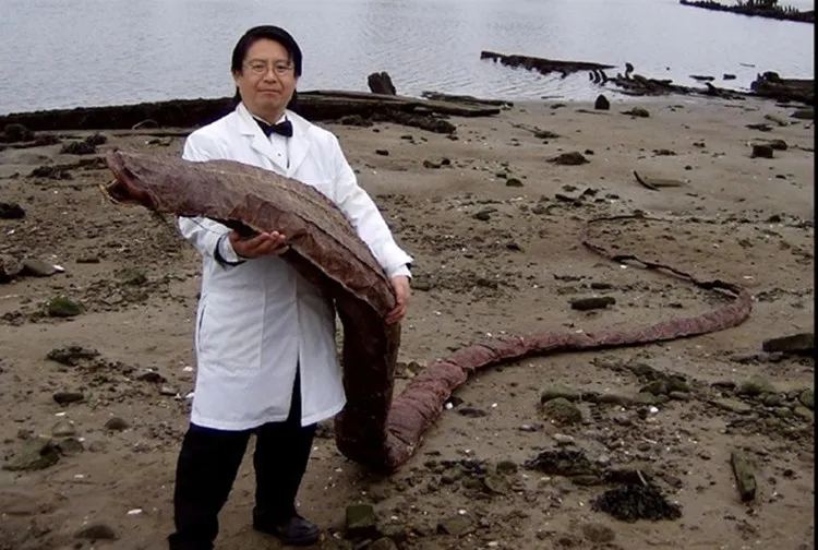 Descubierto el cuerpo de un "monstruo marino" en Japón