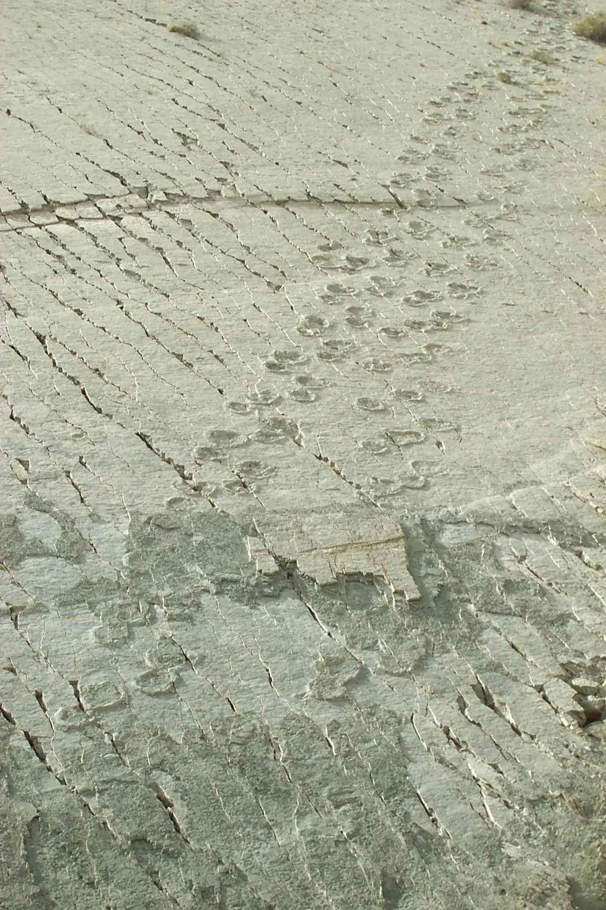 Footprints On The Wall: Were Dinosaurs Actually Climbing The Cliffs In Bolivia?