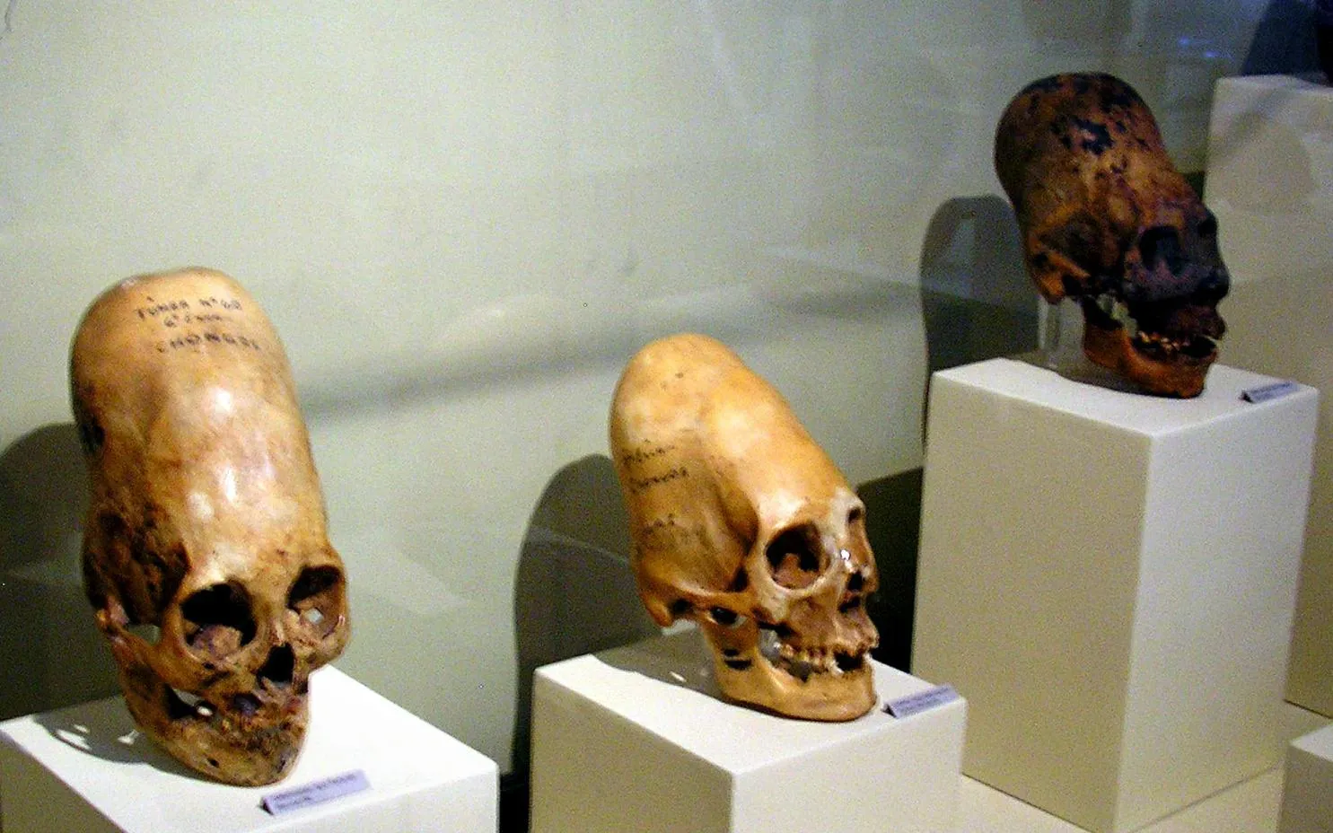 DNA Tests Reveal That Paracas Skulls Are Not Human