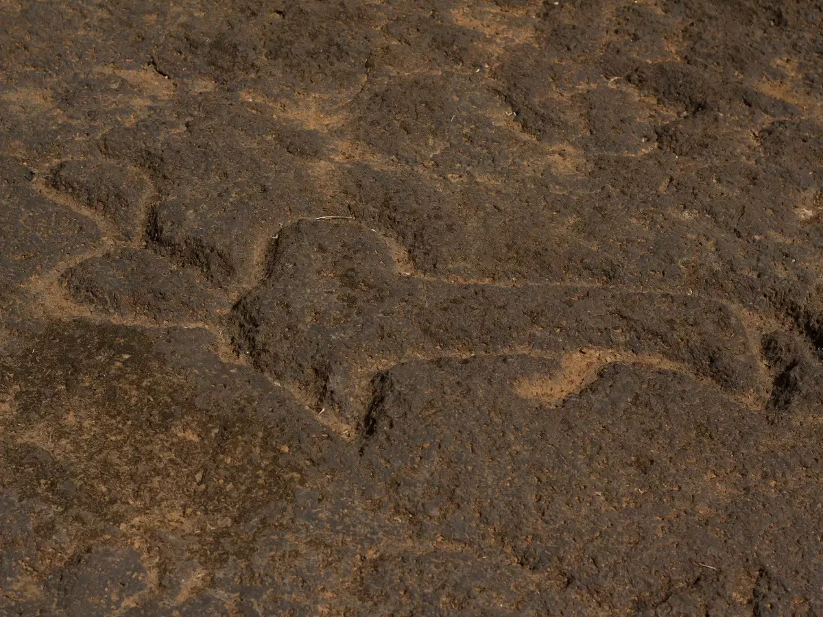 In search of petroglyphs in Konkan and Ladakh region: The rock carvings of our prehistoric ancestors