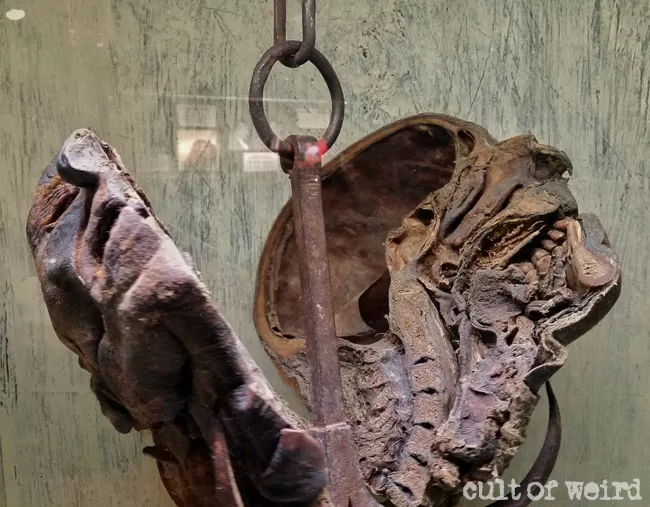 Peter Kurten's Head: A Chilling Moment in Ripley's Believe It or Not! - Luxury Blog