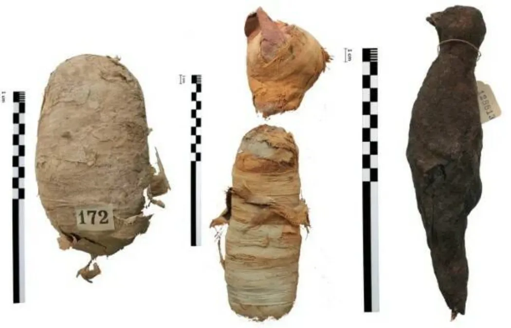 Heartbreaking Find: Mummified Crocodile Babies from Ancient Egypt on Display in Washington – A Sad Reminder of the Past and Its Secrets.