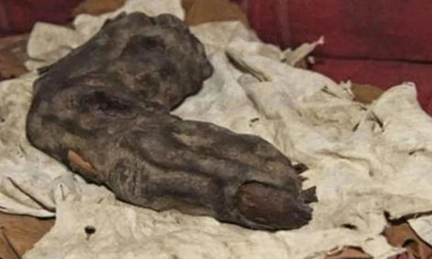 Breaking News: The Chilling Truth Revealed – Humanity’s Dark Past of Brutal Torture Against a Tribe of Giants Exposed