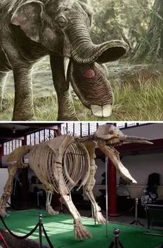 Shocking: Prehistoric Elephant Platybelodon's "Shovel-Shaped" Jaw Discovered, Surprising Archaeologists