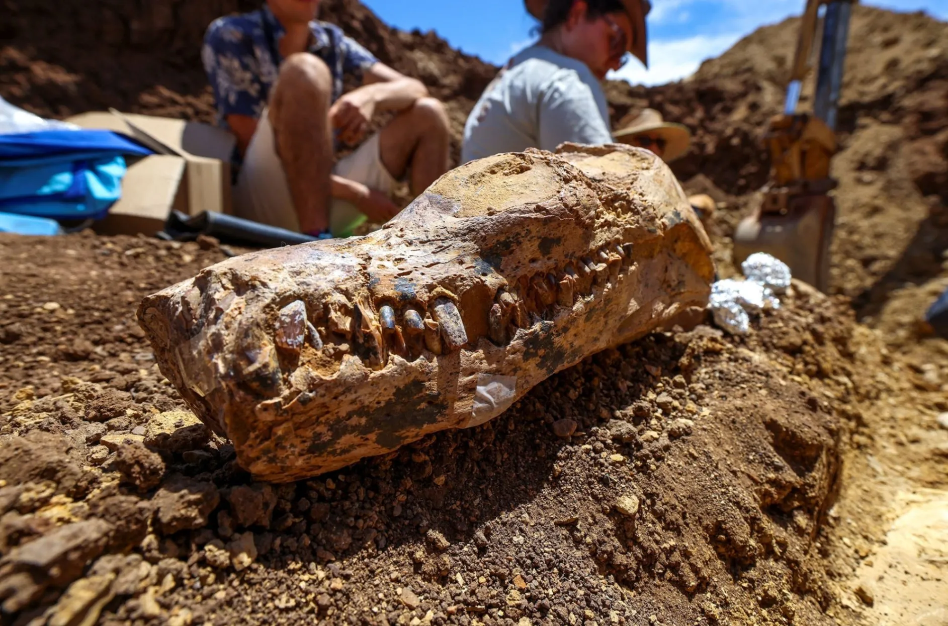 Shocking Discovery of Hybrid Fossils: Traces of a Mysterious Civilization That Surpasses Everything We Imagine!