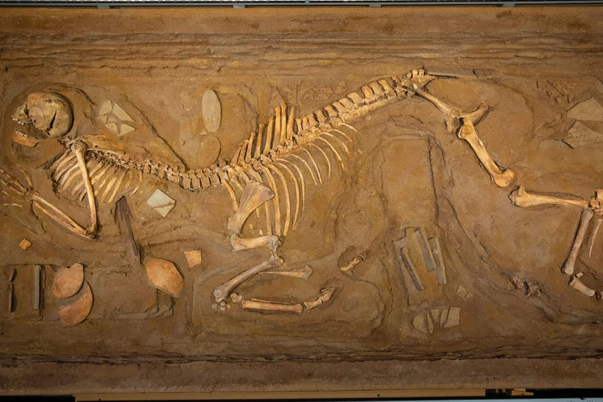 One of three centaur burials discovered in 1980 by the Archaeological Society of Argos Orestiko, eight kilometres northeast of Volos, Greece