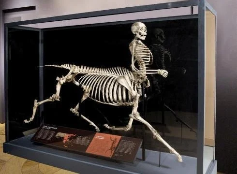 One of three centaur burials discovered in 1980 by the Archaeological Society of Argos Orestiko, eight kilometres northeast of Volos, Greece