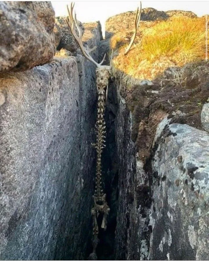 Descubren un esqueleto de ciervo atrapado entre las rocas de Groenlandia: Un escalofriante hallazgo congelado en el tiempo.