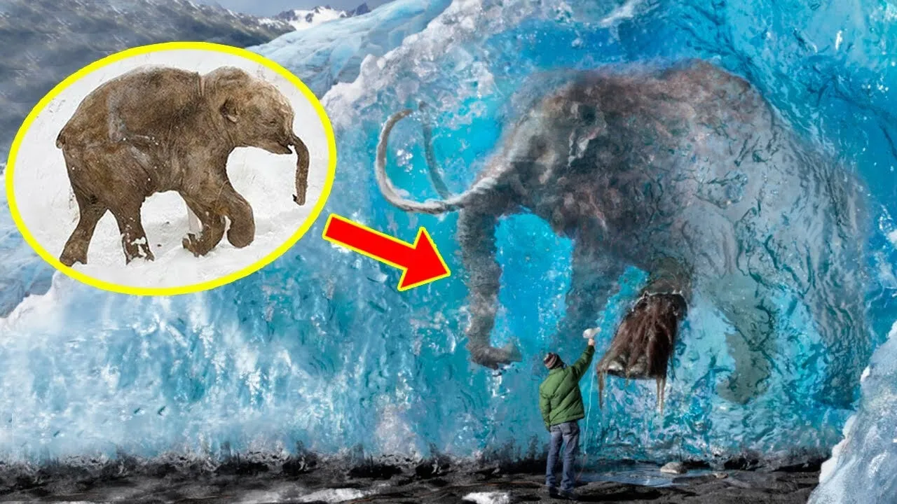 Shocking Revelation: 3 Million Year Old Mammoth Mummy Discovered in Antarctica – Will It Rewrite Our Understanding of Prehistory?