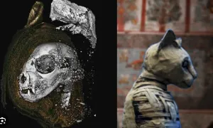 Shocking Revelation! The Dark and Sinister Truth Behind the 70 Million Mummified Animals in Egypt Is Revealed