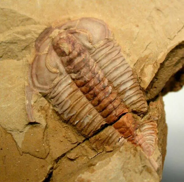 BREAKING NEWS: Chilling Discovery in the Desert Leaves the World Paralyzed – Sinister Secrets Revealed Beneath the Sands 😱💀