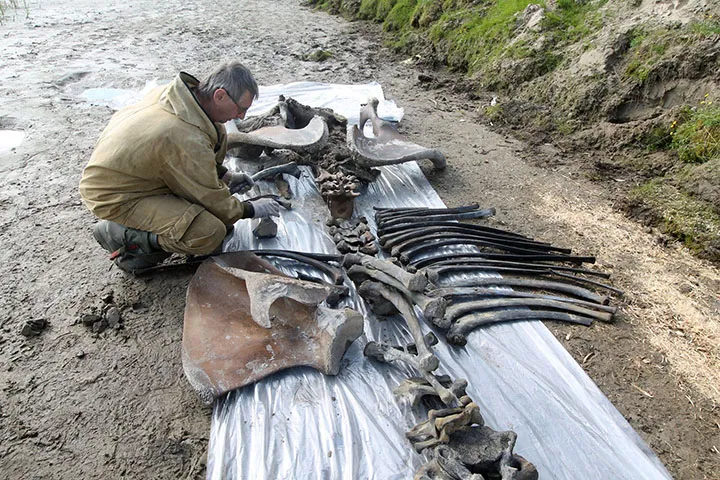 A 2-million-year-old mammoth bone fragment emerging from the ground has caused a shocking impact on everyone.