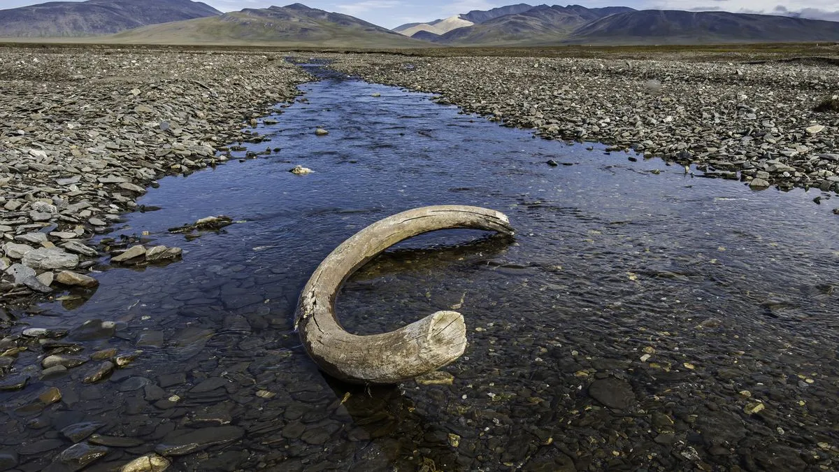 A 2-million-year-old mammoth bone fragment emerging from the ground has caused a shocking impact on everyone.
