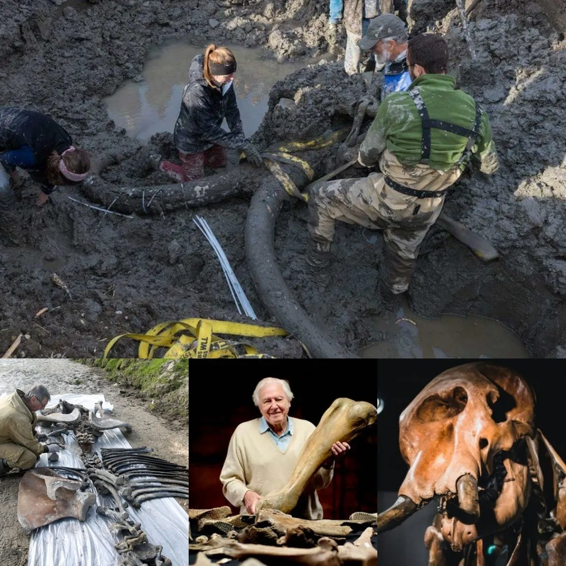 A 2-million-year-old mammoth bone fragment emerging from the ground has caused a shocking impact on everyone.