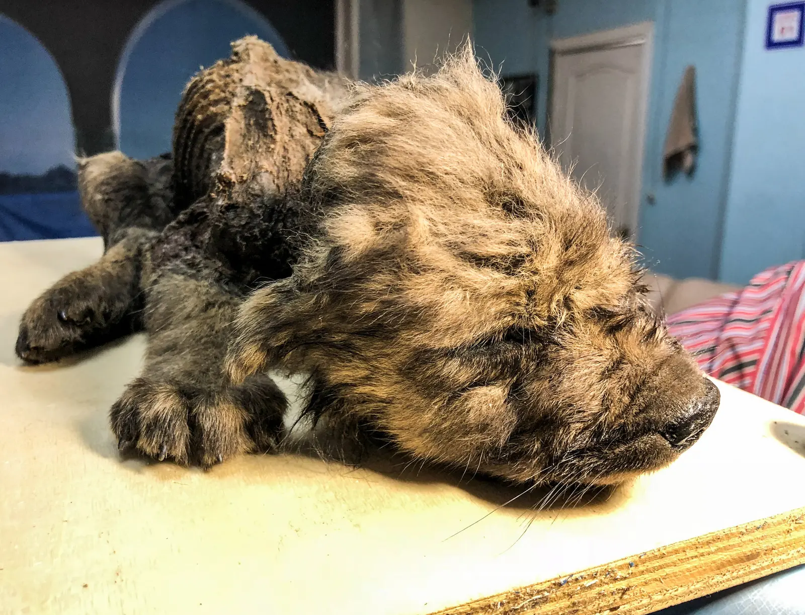 Incredible find that defies time! Scientists unveil an 18,000-year-old puppy, perfectly preserved and frozen in Russia, as if it had slept yesterday!