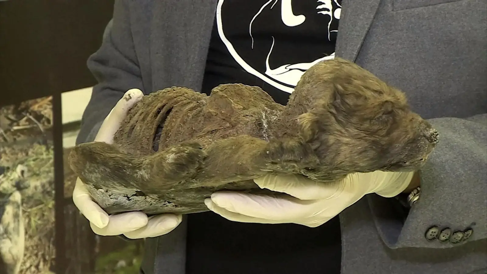 Incredible find that defies time! Scientists unveil an 18,000-year-old puppy, perfectly preserved and frozen in Russia, as if it had slept yesterday!