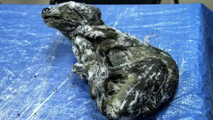 Incredible find that defies time! Scientists unveil an 18,000-year-old puppy, perfectly preserved and frozen in Russia, as if it had slept yesterday!