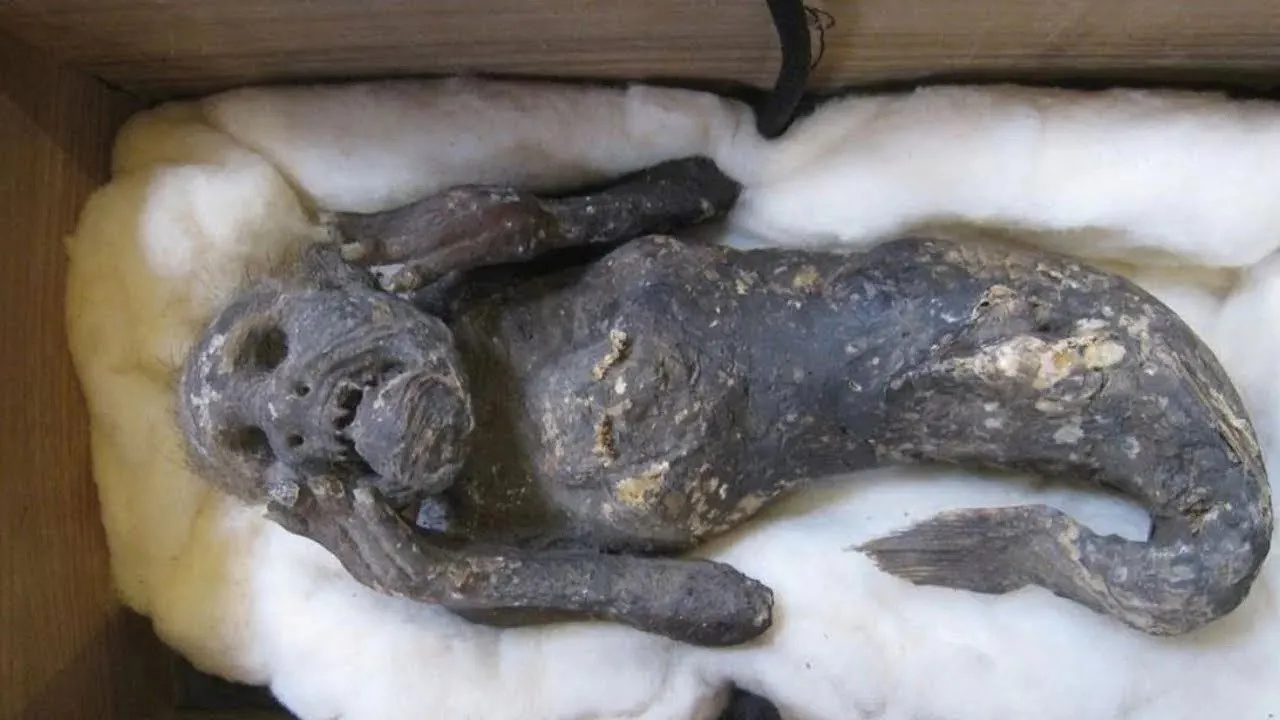 Half human, half fish: Scientists investigate mysteries of 300-year-old ‘Mermaid Mummy’ in groundbreaking discovery!