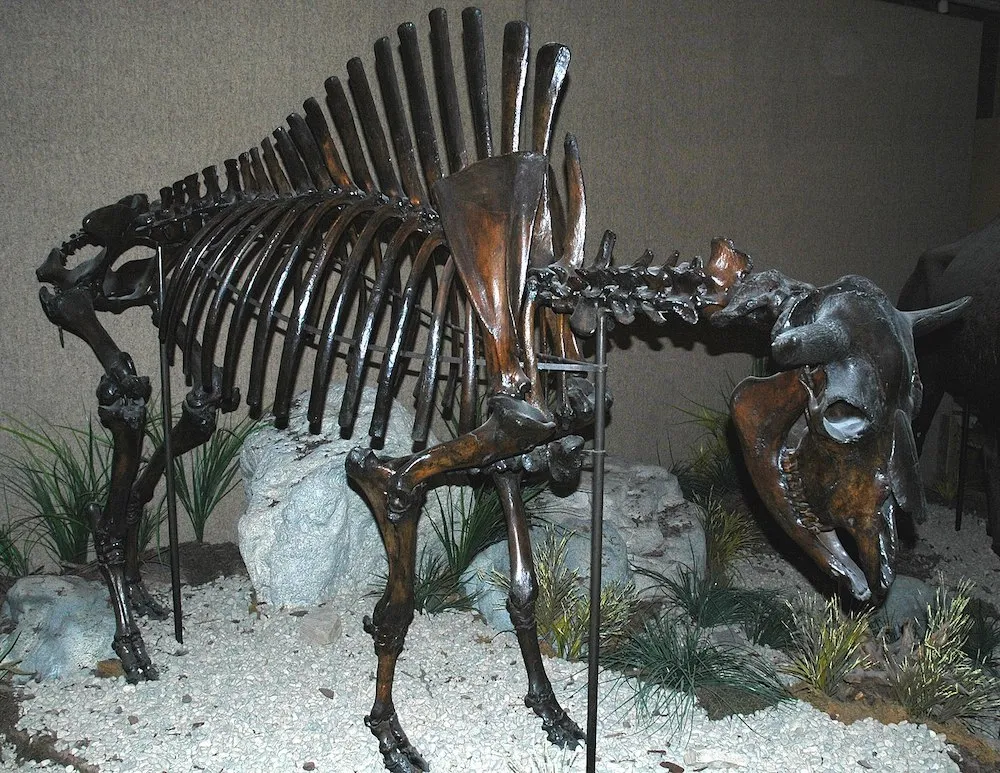 SHOCKING NEWS! Horned Mystery: Ancient Buffalo-Horned Skeleton Leaves East African Archaeologists in Total Amazement