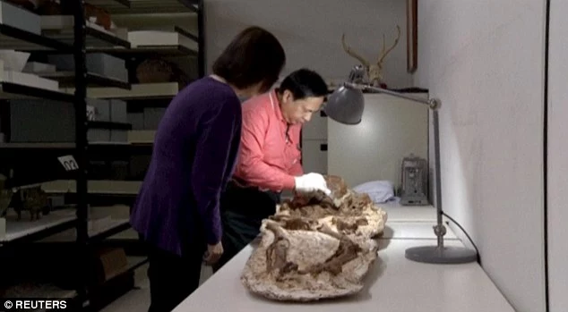 Shocking Revelation: 4,800-Year-Old Fossilized Mother-Child Embrace Discovered in Taiwan—A Timeless Tragedy Revealed