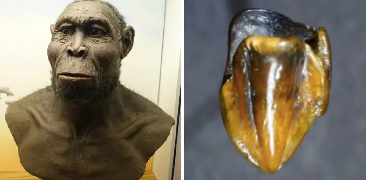 Shocking Discovery: 9.7 Million-Year-Old Prehistoric Tooth Fossils Could Completely Rewrite Human History!