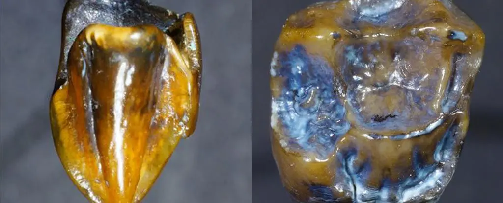 Shocking Discovery: 9.7 Million-Year-Old Prehistoric Tooth Fossils Could Completely Rewrite Human History!