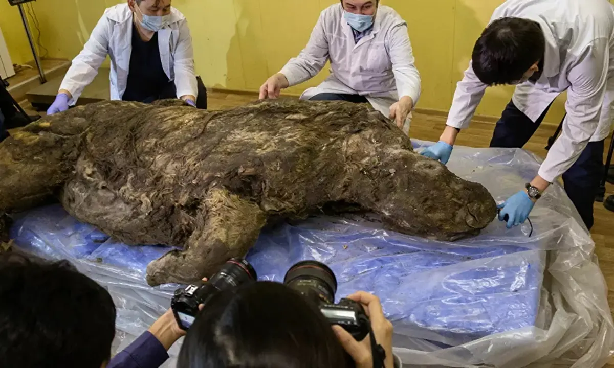 Terrifying Discovery: Scientists Reveal 20,000-Year-Old Woolly Rhino Frozen & Preserved In Russia's Ice Age Graveyard!