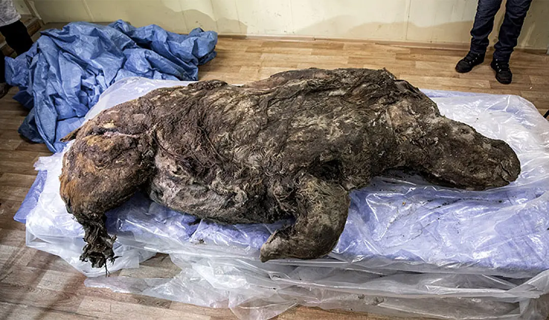 Terrifying Discovery: Scientists Reveal 20,000-Year-Old Woolly Rhino Frozen & Preserved In Russia's Ice Age Graveyard!