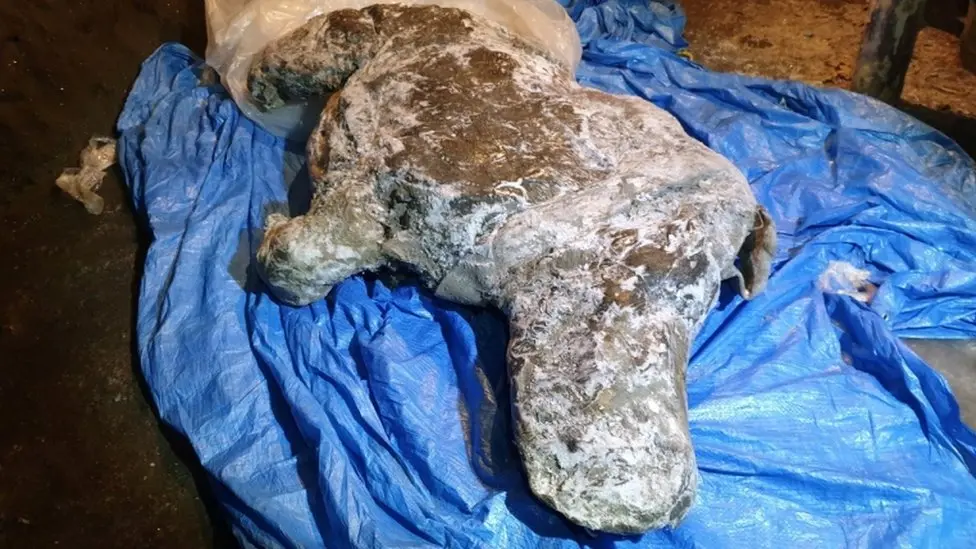 Terrifying Discovery: Scientists Reveal 20,000-Year-Old Woolly Rhino Frozen & Preserved In Russia's Ice Age Graveyard!