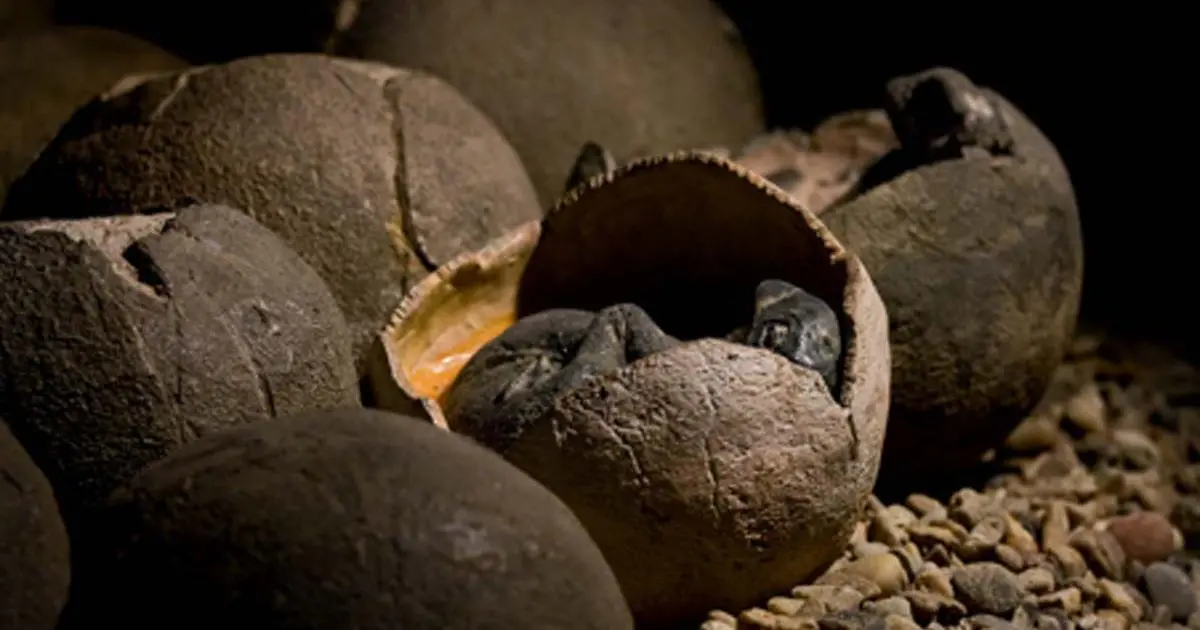 Global Impact: Chinese Boy Accidentally Discovers 66 Million-Year-Old Dinosaur Eggs, Revealing Prehistoric Secrets!