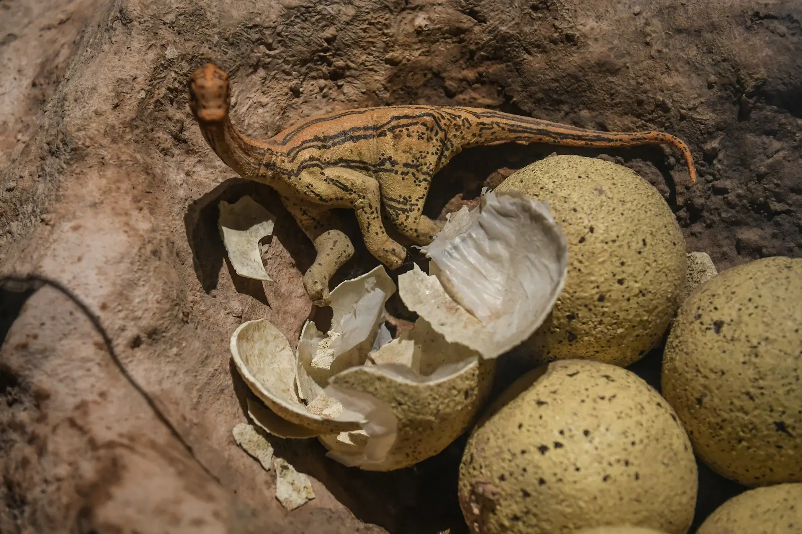 Global Impact: Chinese Boy Accidentally Discovers 66 Million-Year-Old Dinosaur Eggs, Revealing Prehistoric Secrets!