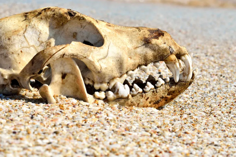 Shocking Breaking News: 7-Foot Tall Hellhound Skeleton, 10 Million-Year-Old Reliquary, Discovered Near Ancient Monastery!