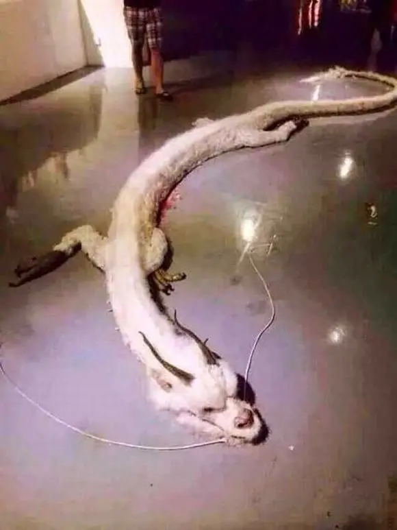 Incredible: Legendary White Dragon Found in Malaysia—Photographed Sleeping on the Ground! Is This Real?