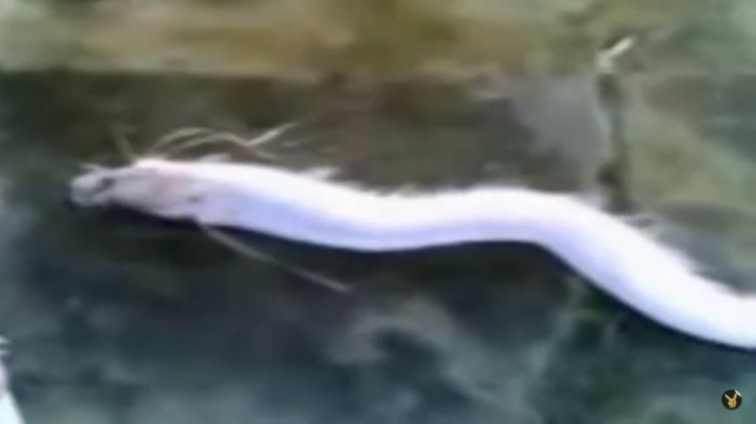 Incredible: Legendary White Dragon Found in Malaysia—Photographed Sleeping on the Ground! Is This Real?