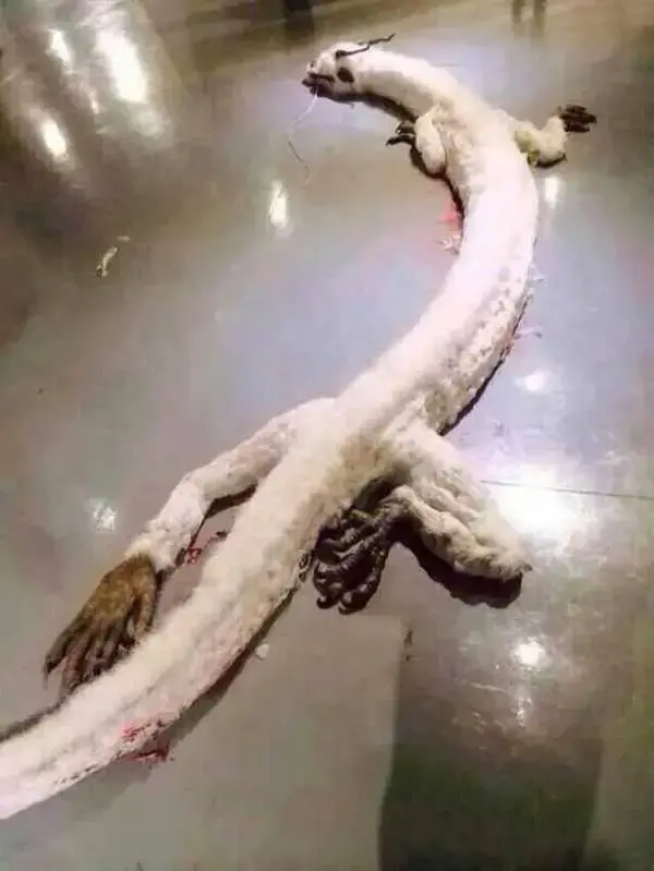 Incredible: Legendary White Dragon Found in Malaysia—Photographed Sleeping on the Ground! Is This Real?