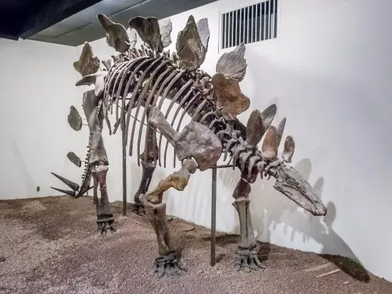 Breaking News: 1937 Mexico Reveals Historic Mystery: Giant Alien Skeleton Discovered Amid Enigmatic Nuclear Leak