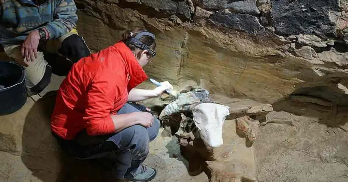 Stunning Discovery: 40,000-Year-Old Mammoth Bones Unearthed in Austrian Wine Cellar!