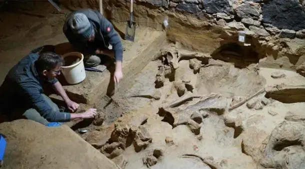 Stunning Discovery: 40,000-Year-Old Mammoth Bones Unearthed in Austrian Wine Cellar!
