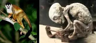 Breaking News: Shocking Revelation – Mexico’s Mysterious Babies Confirmed as Real Aliens!