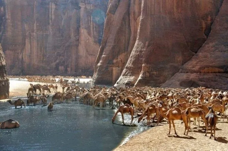 Guelta d’Archei: A Dreamlike Oasis in the Heart of the Sahara Desert