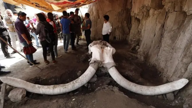Shocking Discovery: Ancient Human Remnants Found Embedded in Woolly Mammoth Remains