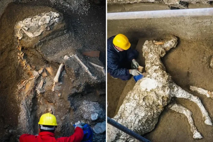 Shocking Discovery: Remains of Pompeii Horse ‘Frozen in Time’ Revealed 2,000 Years After Vesuvius Eruption