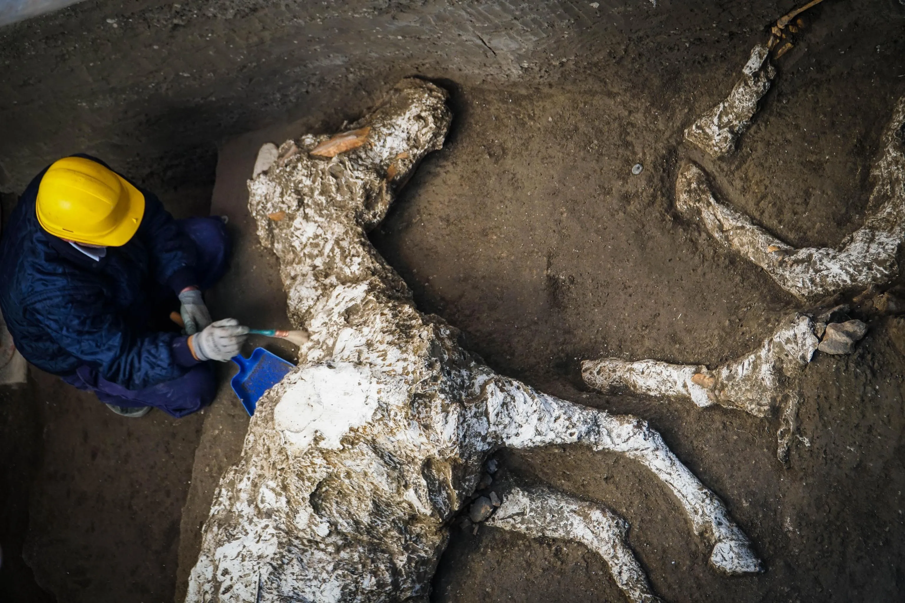Shocking Discovery: Remains of Pompeii Horse ‘Frozen in Time’ Revealed 2,000 Years After Vesuvius Eruption