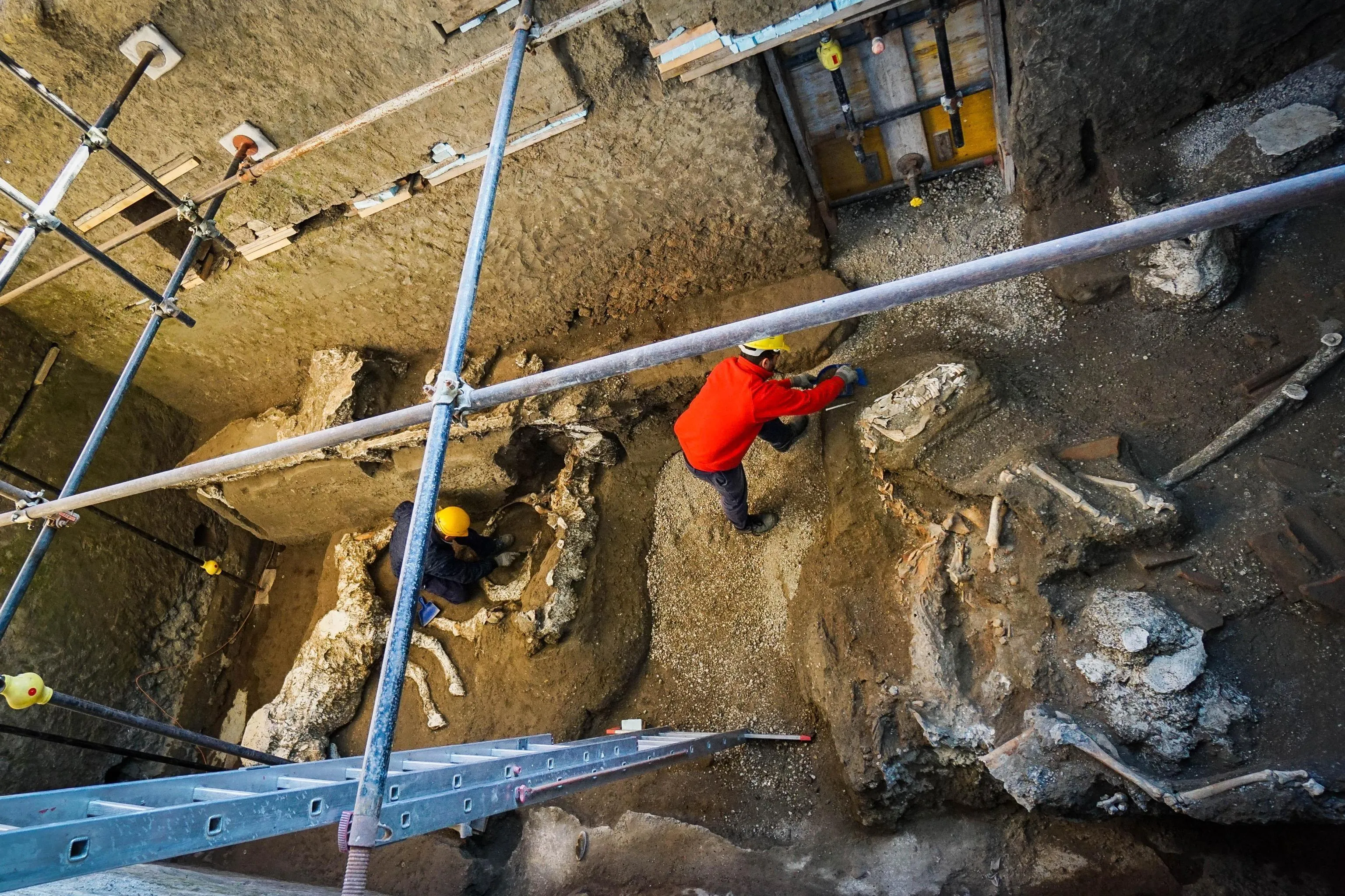 Shocking Discovery: Remains of Pompeii Horse ‘Frozen in Time’ Revealed 2,000 Years After Vesuvius Eruption