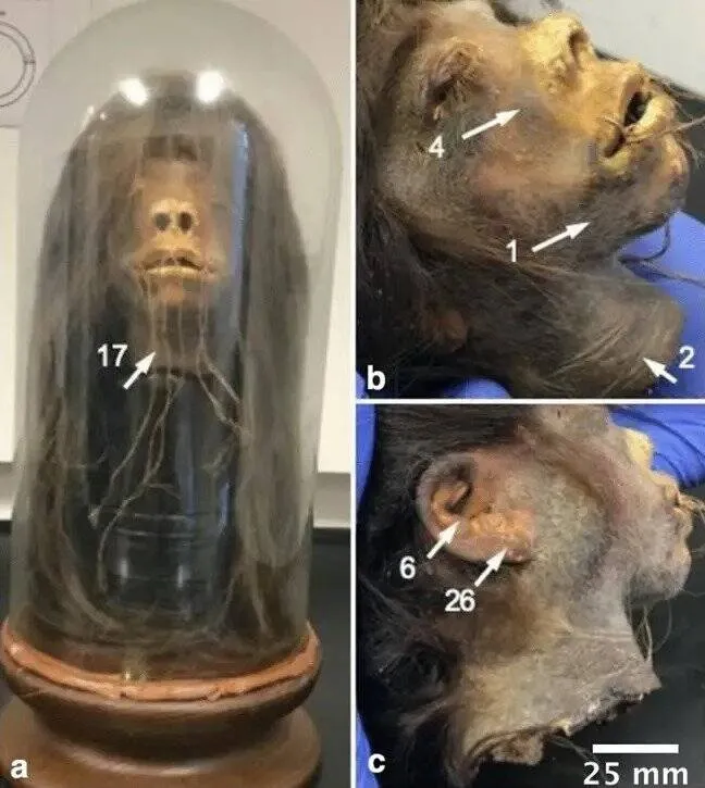 Terrifying revelation: shrunken head from 1979 film Wise Blood identified as genuine human tissue, shocking film industry