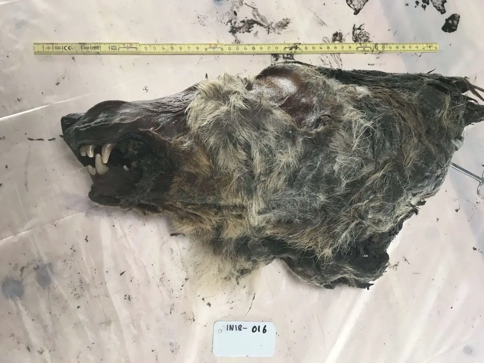 Amazing discovery: 32,000-year-old wolf head unearthed, perfectly preserved in Siberian permafrost.