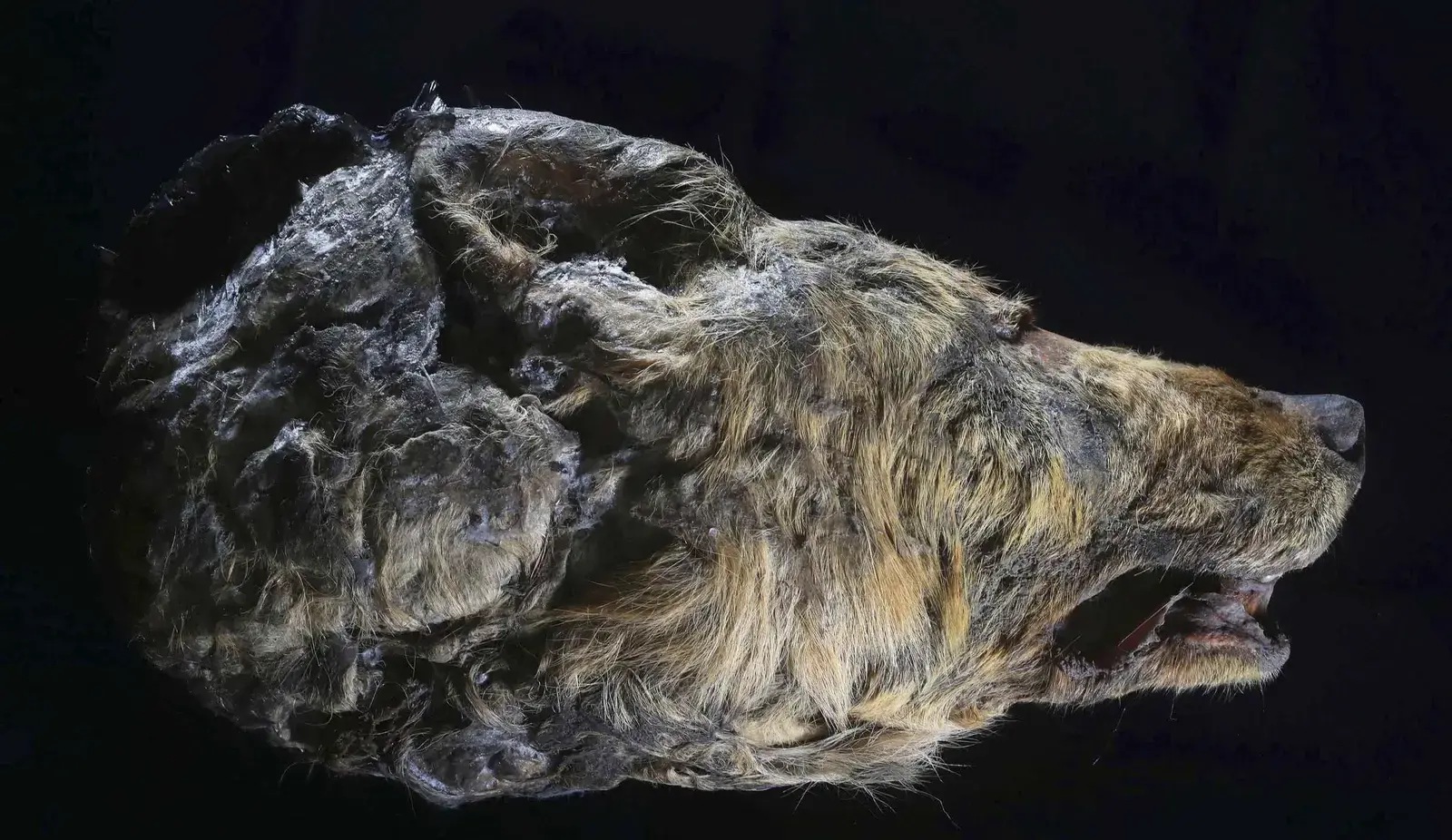 Amazing discovery: 32,000-year-old wolf head unearthed, perfectly preserved in Siberian permafrost.