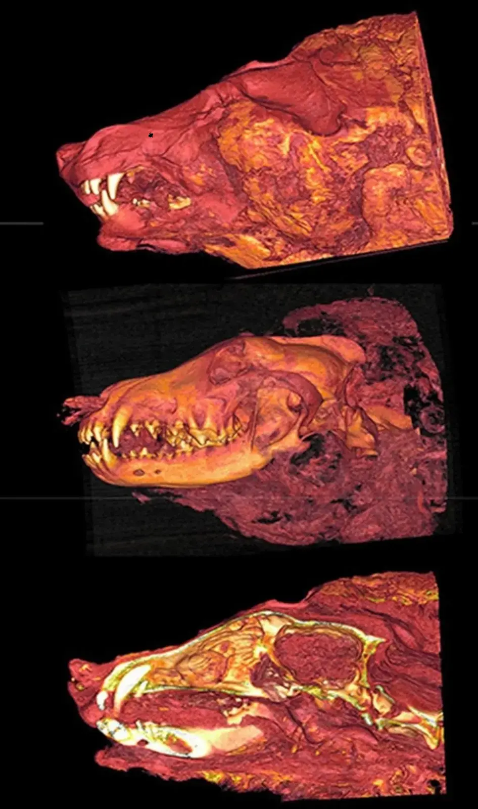 Amazing discovery: 32,000-year-old wolf head unearthed, perfectly preserved in Siberian permafrost.